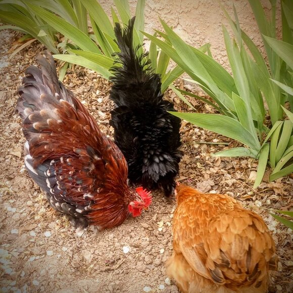 Meet your Posher, Diana - Picture 3 of 8